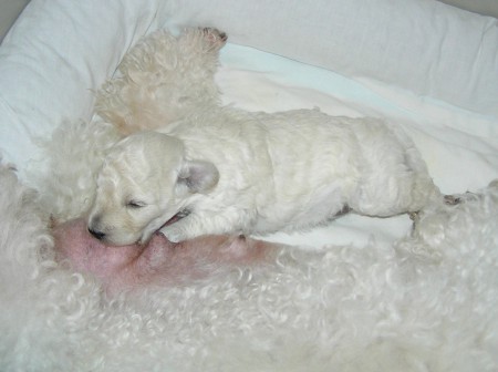 18. den: Už vidím, vážím 715 g, objevuji nožičky, ale tohle je stejně nejlepší.